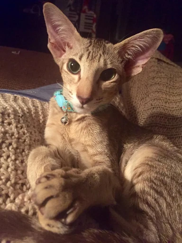 Oriental Shorthair