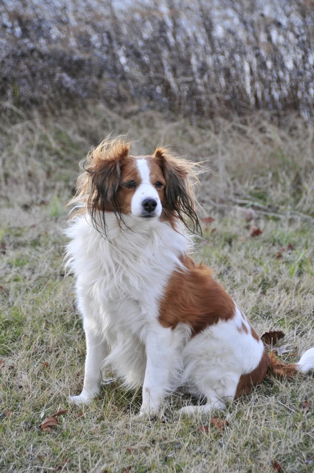 Kooikerhondje