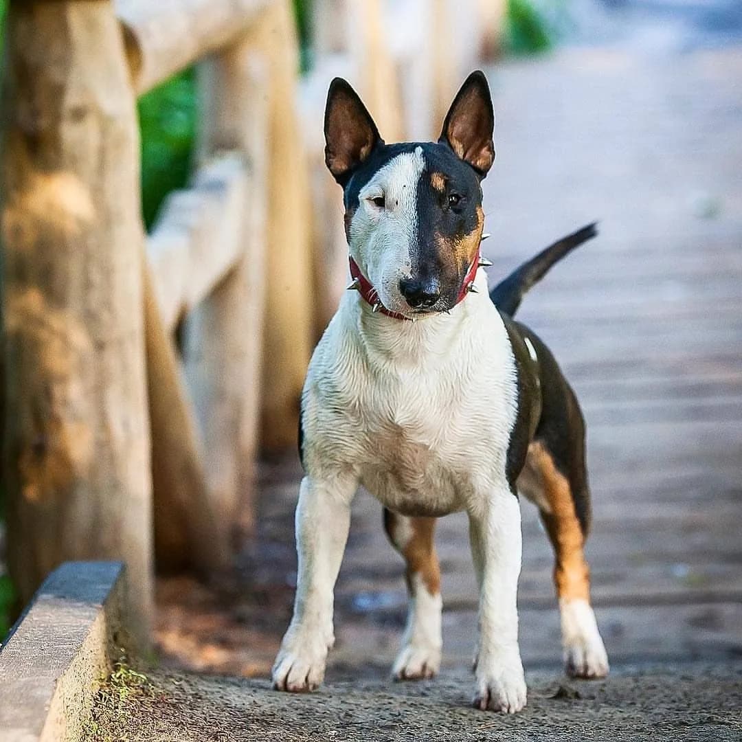 Bull Terrier