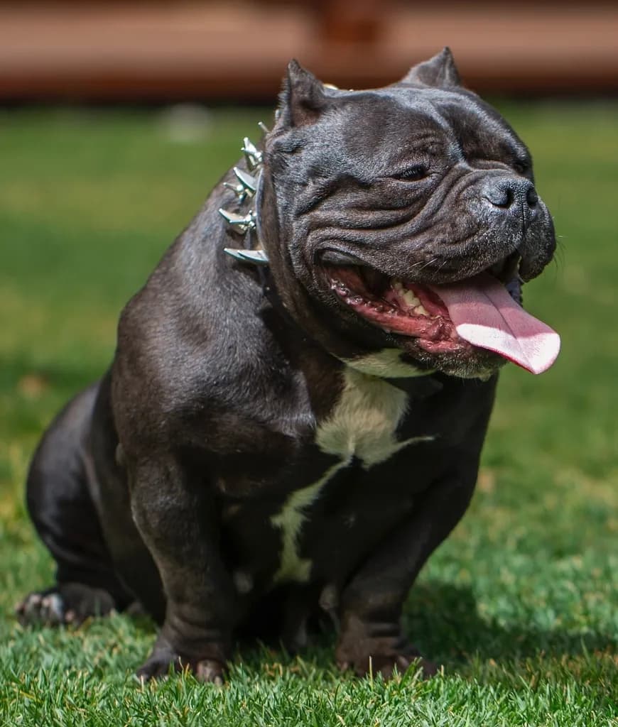 American Bulldog