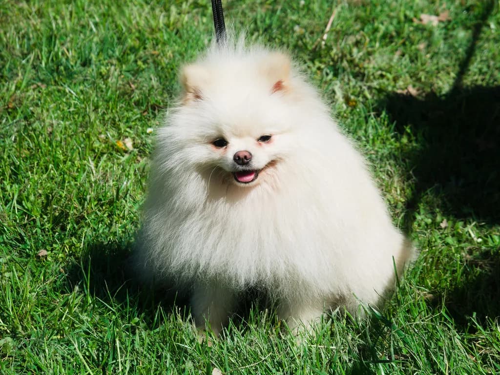German Spitz