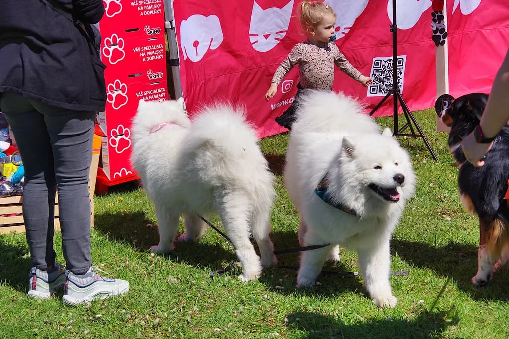 Samoyed
