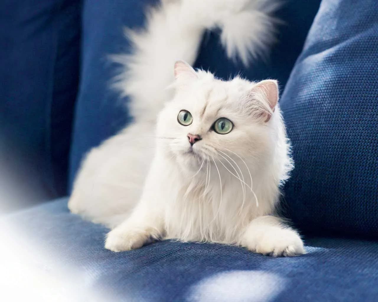 Persian