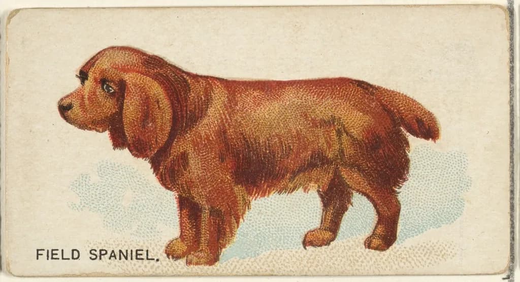 Field Spaniel