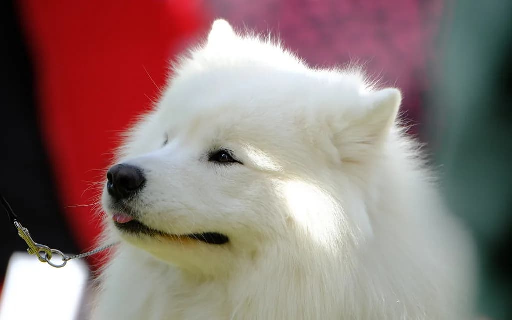 Samoyed