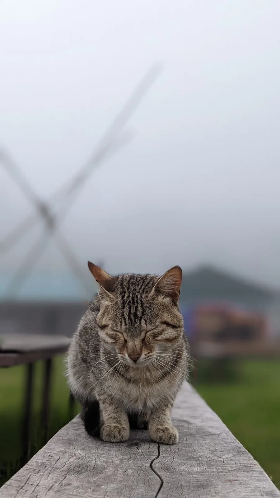 Himalayan