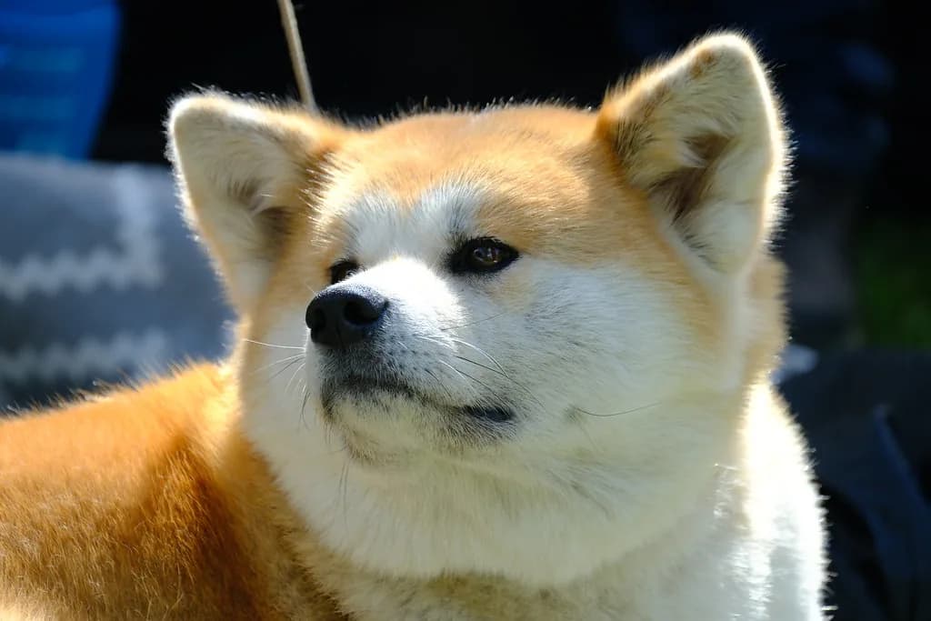 Akita