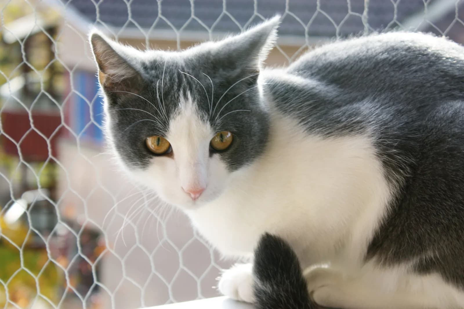 Aegean