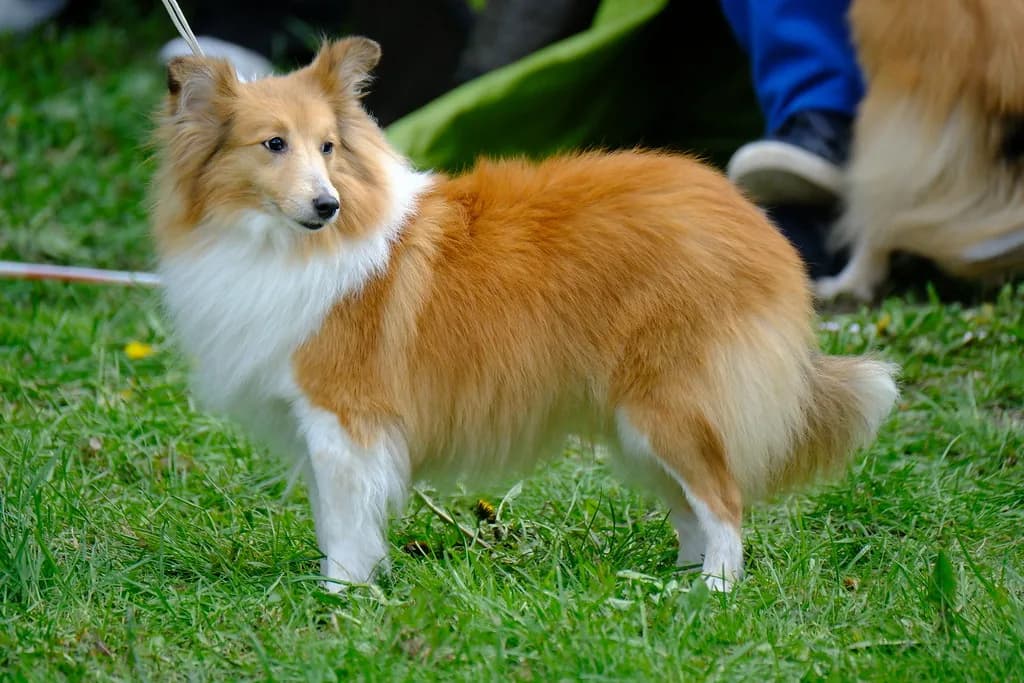 Shetland Sheepdog