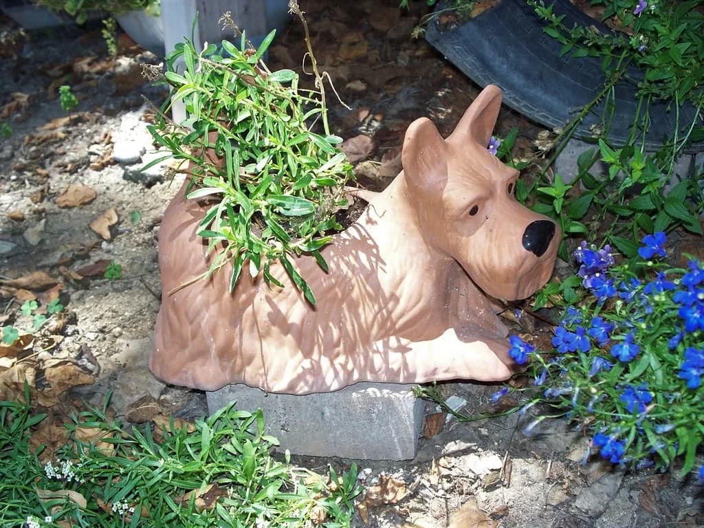 Scottish Terrier