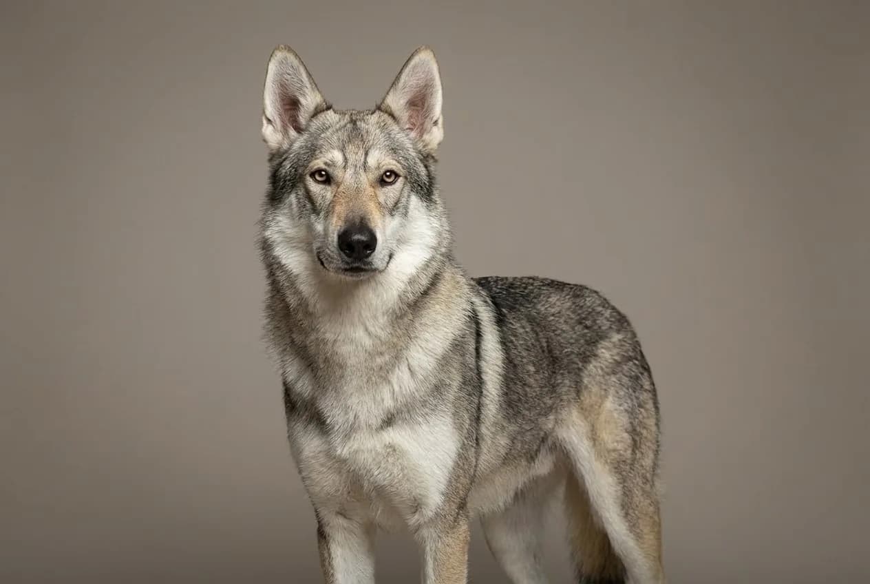 Tamaskan Dog