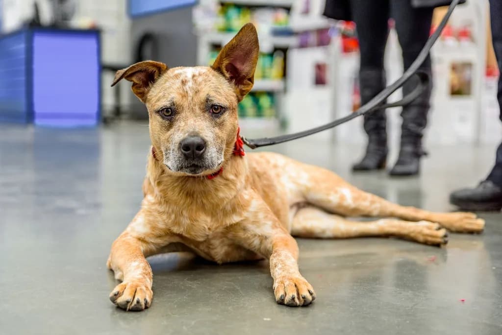 Australian Cattle Dog