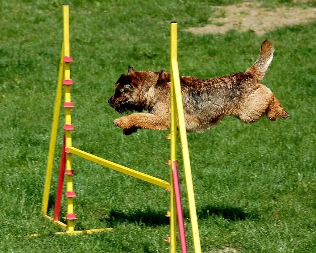 Miniature Schnauzer
