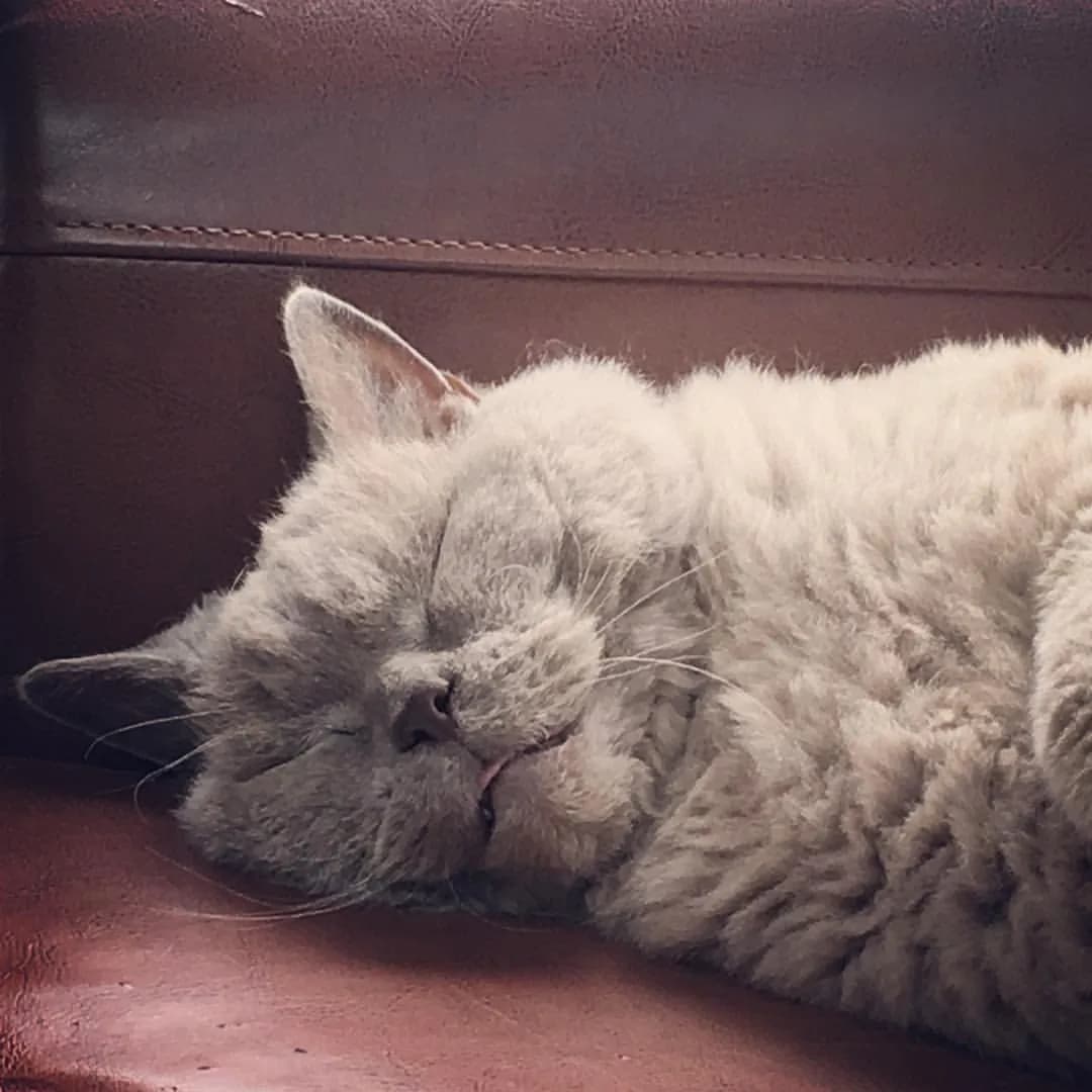 Selkirk Rex