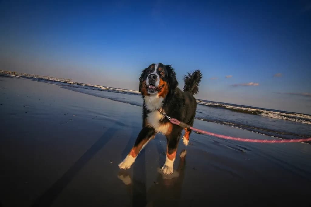 Bernese Mountain Dog