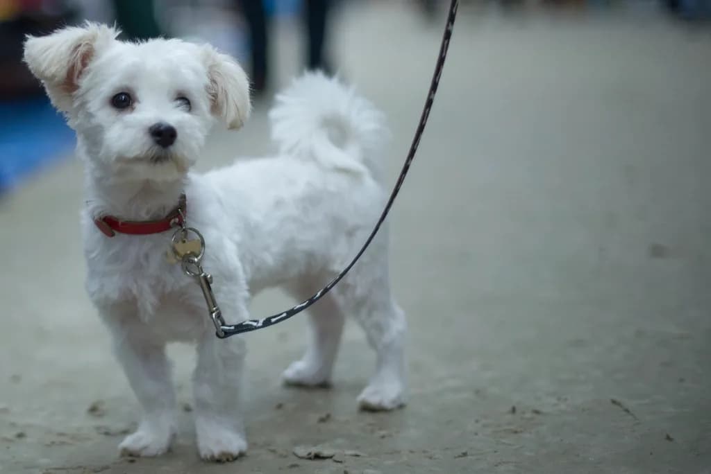Maltipoo