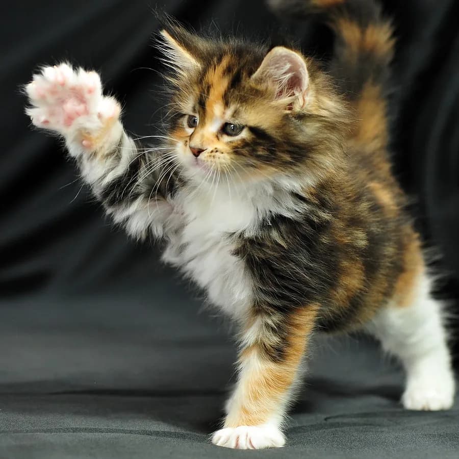 Meino meškėnas (Maine Coon)