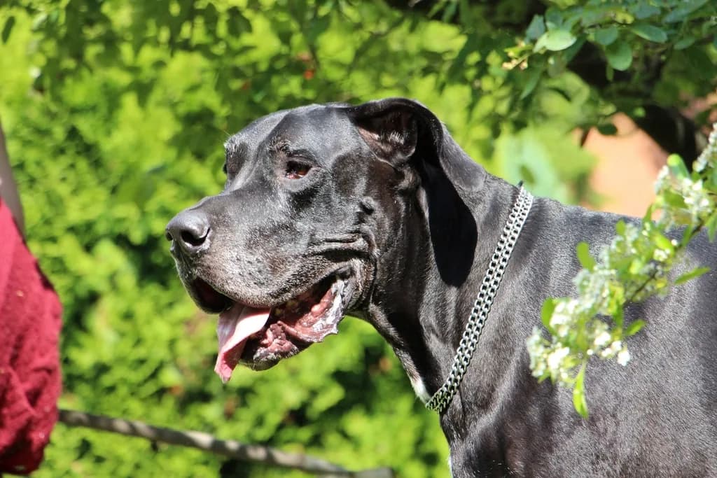 Great Dane