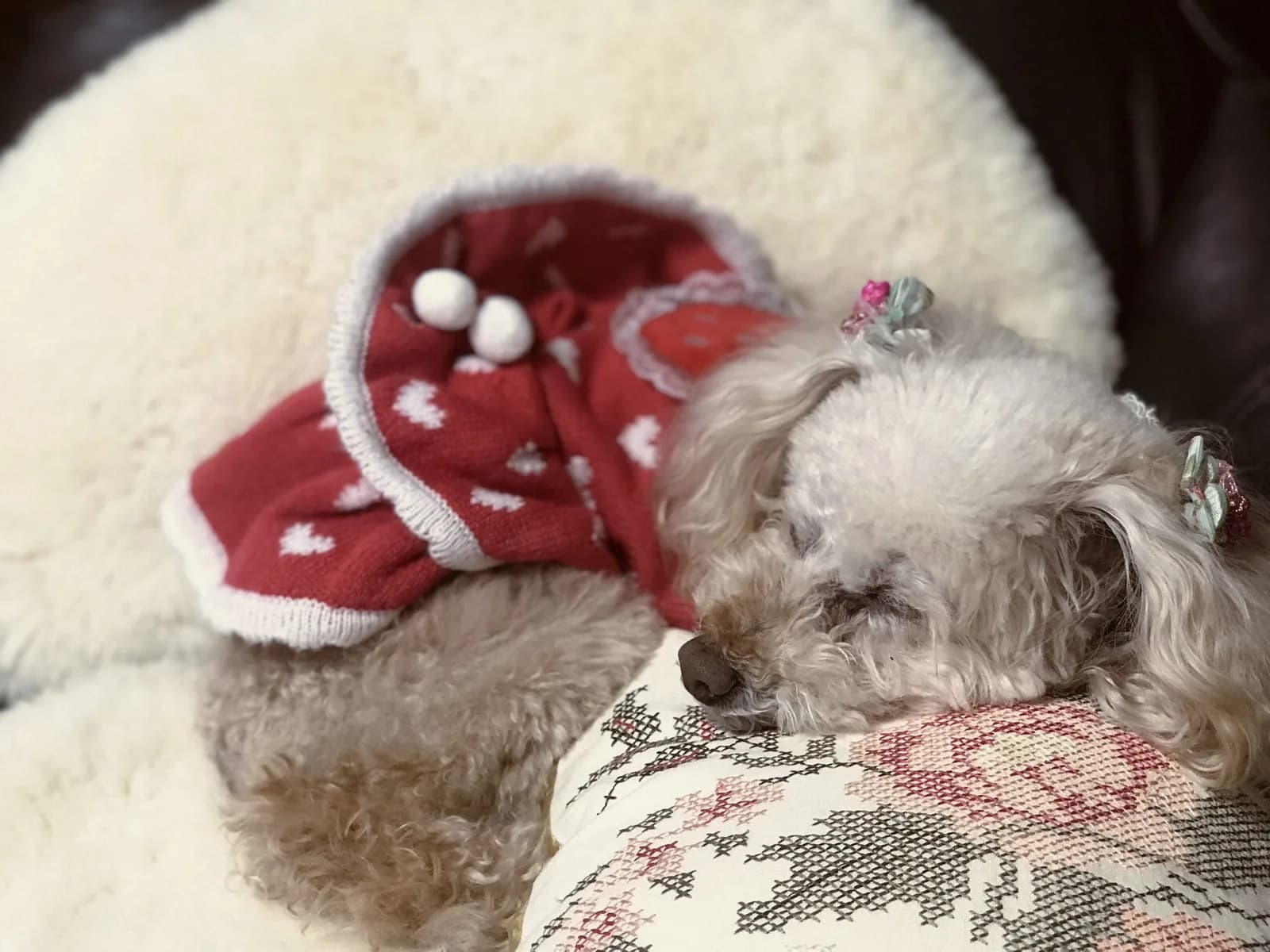 Poodle (Toy)