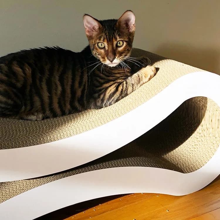 Toyger