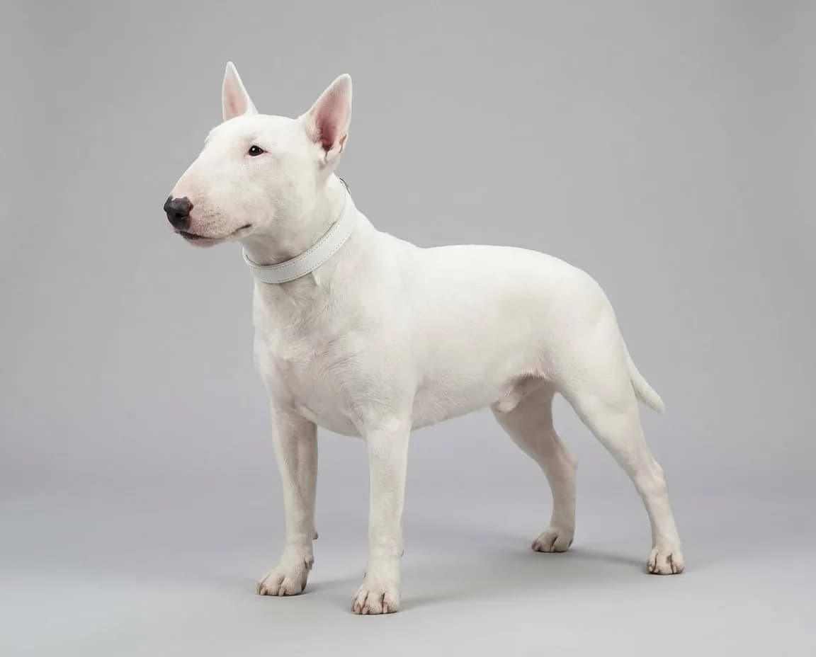 Miniature Bull Terrier