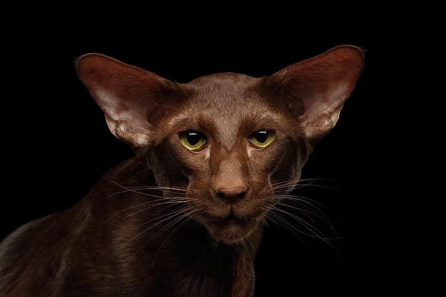 Oriental Shorthair