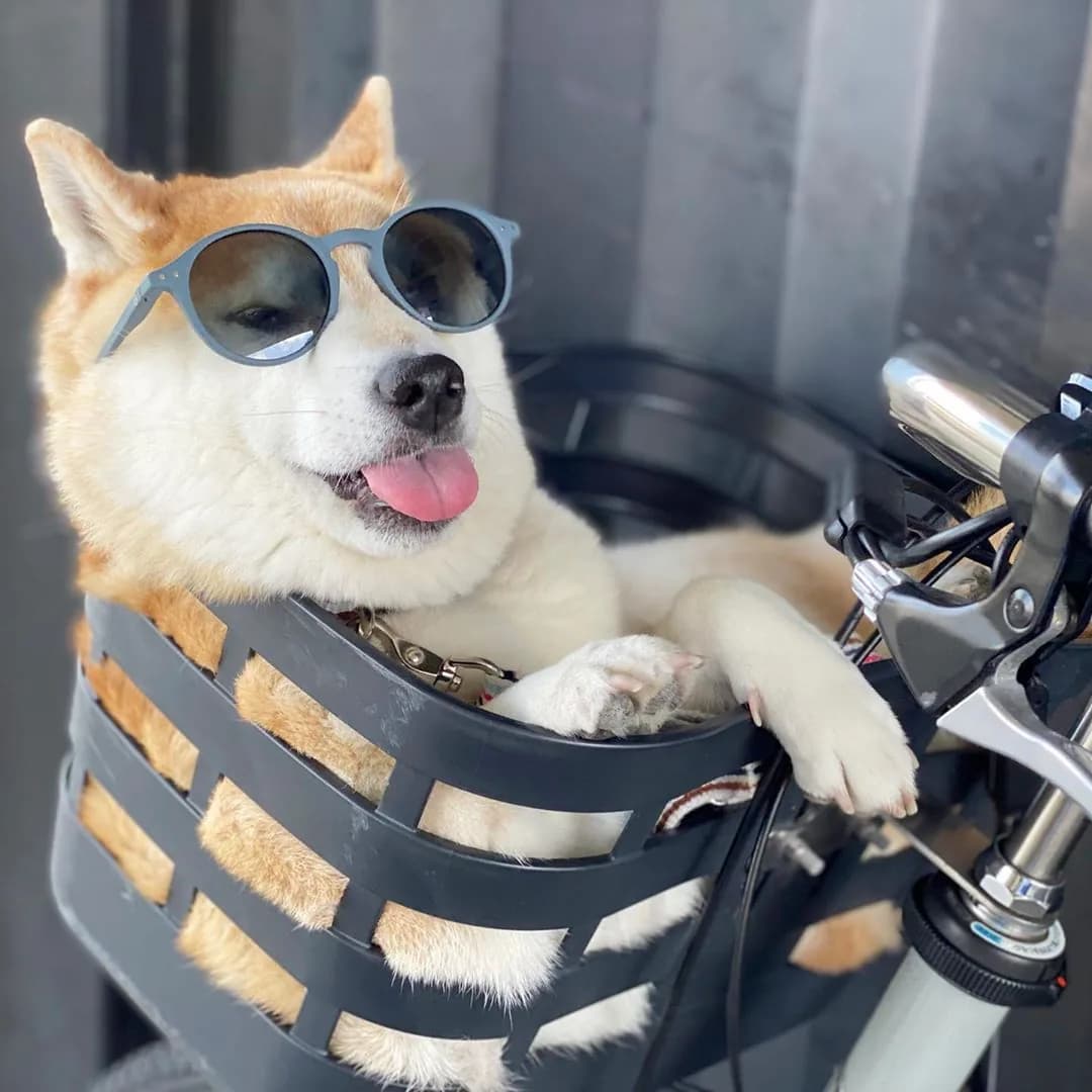 Shiba Inu