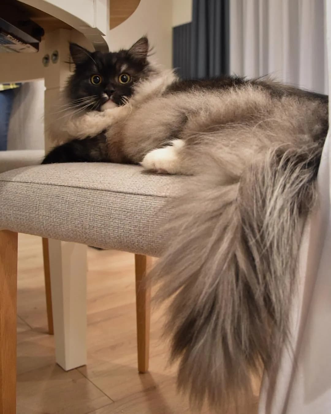 Siberian