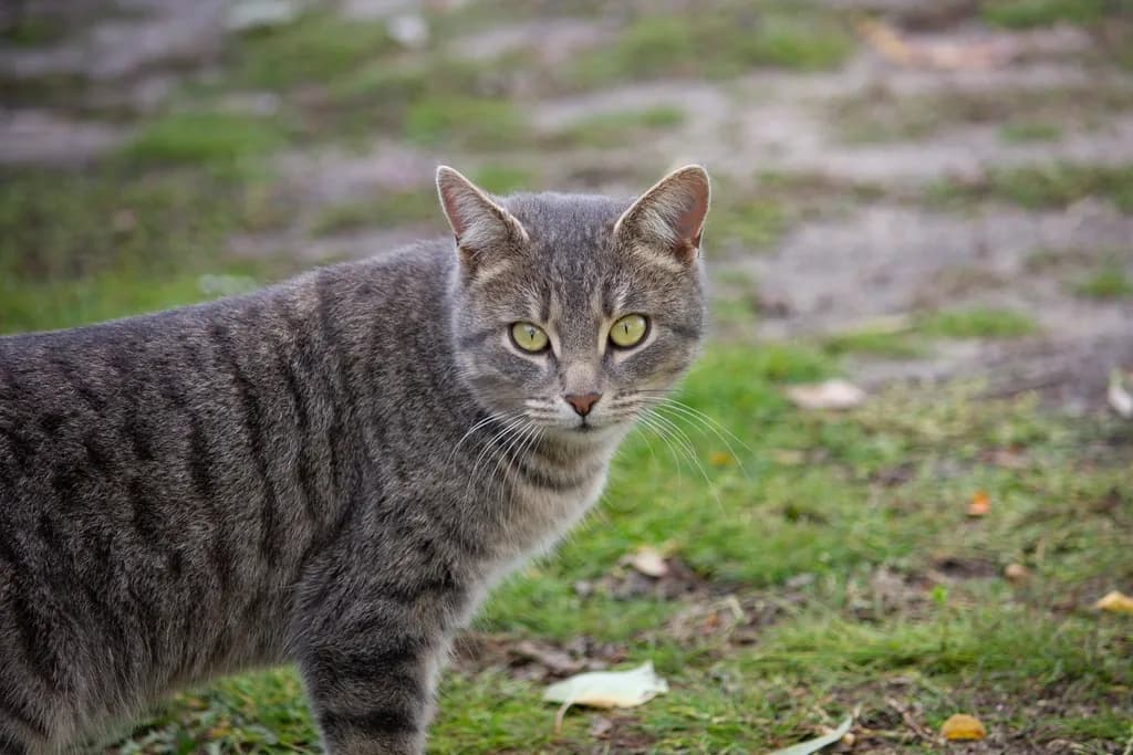 European Shorthair
