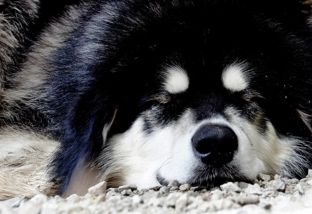 Alaskan Husky