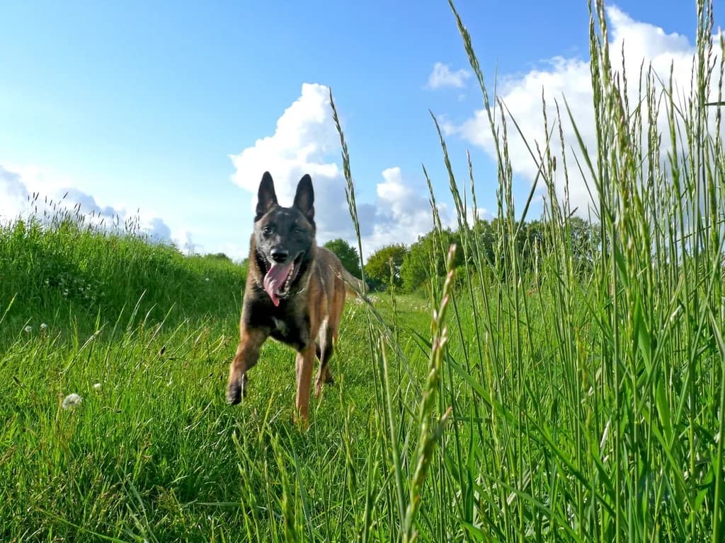 Belgian Malinois