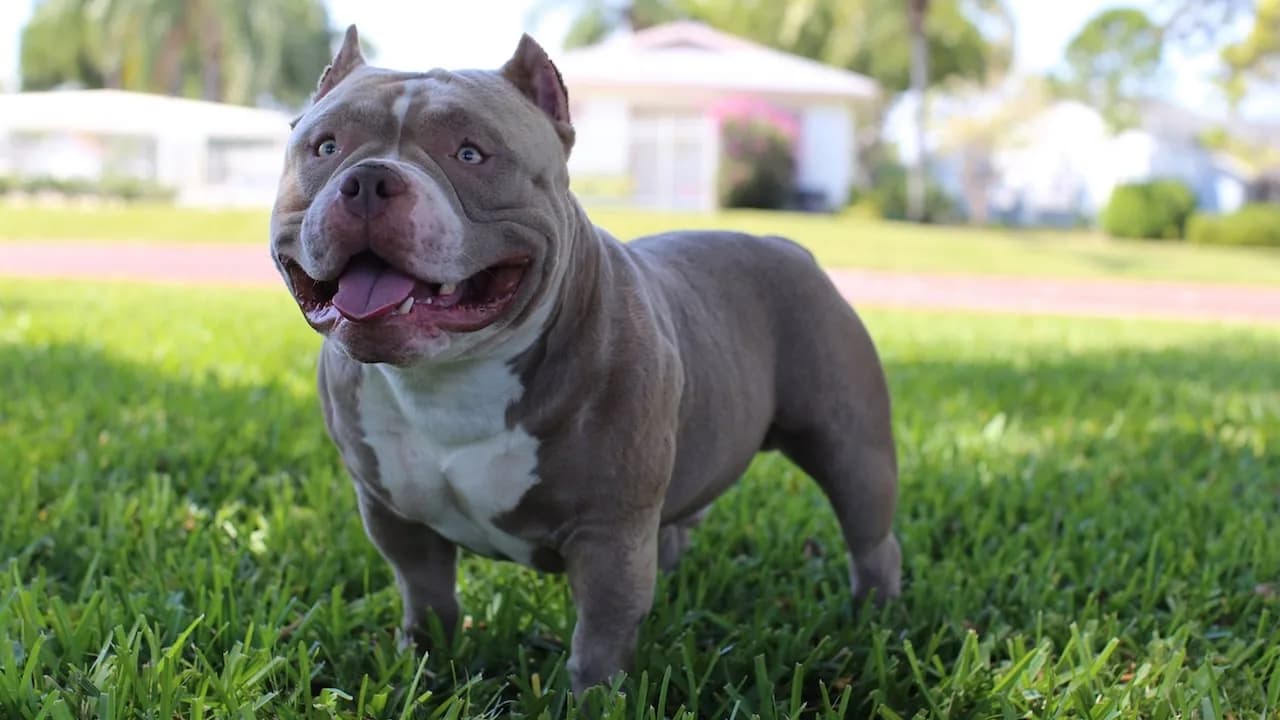 American Bully