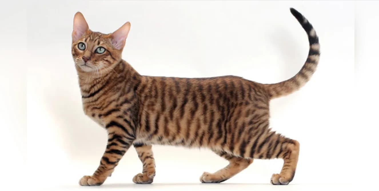 Toyger