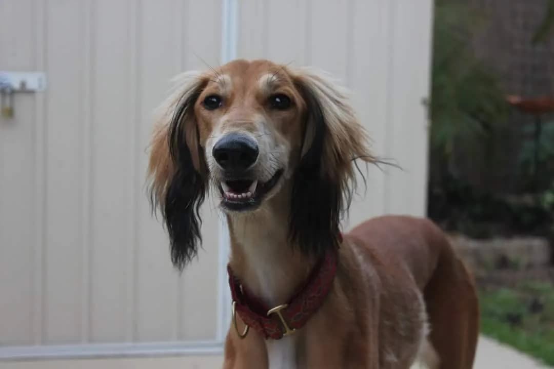 Saluki