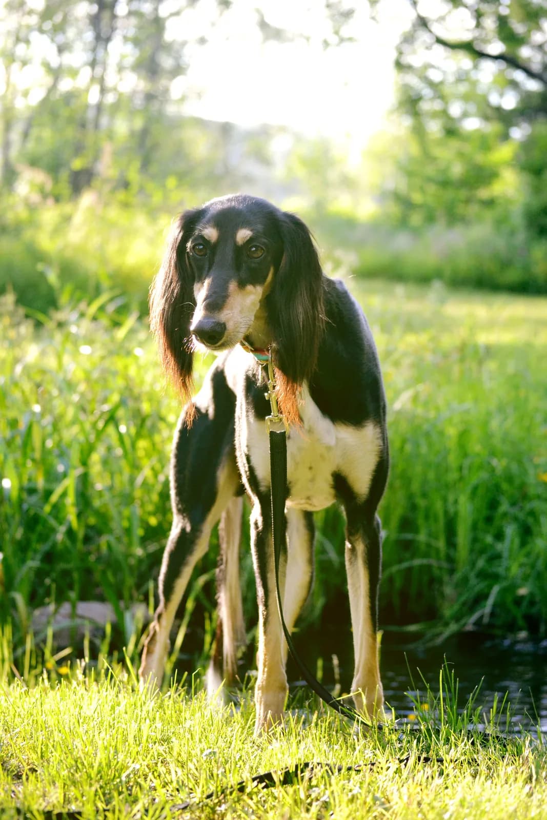 Saluki