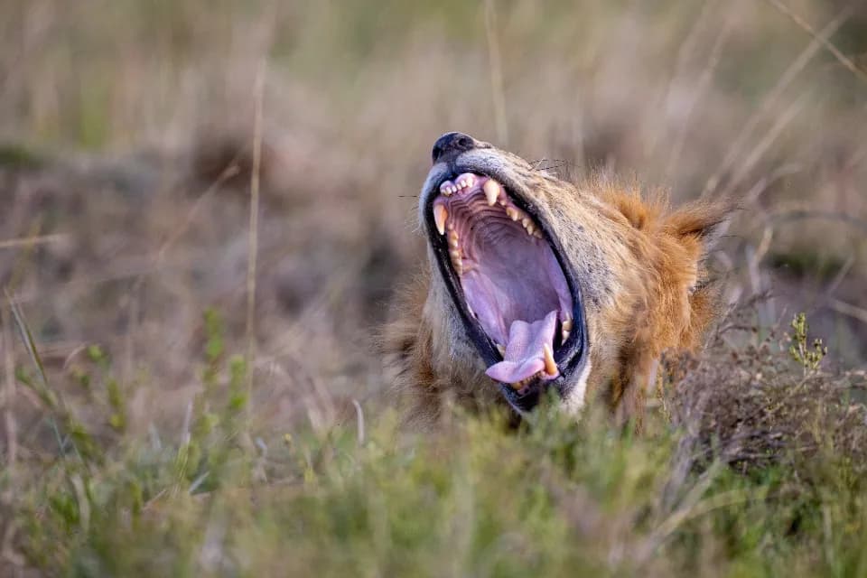 Safari