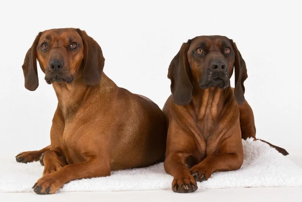 Bavarian Mountain Hound