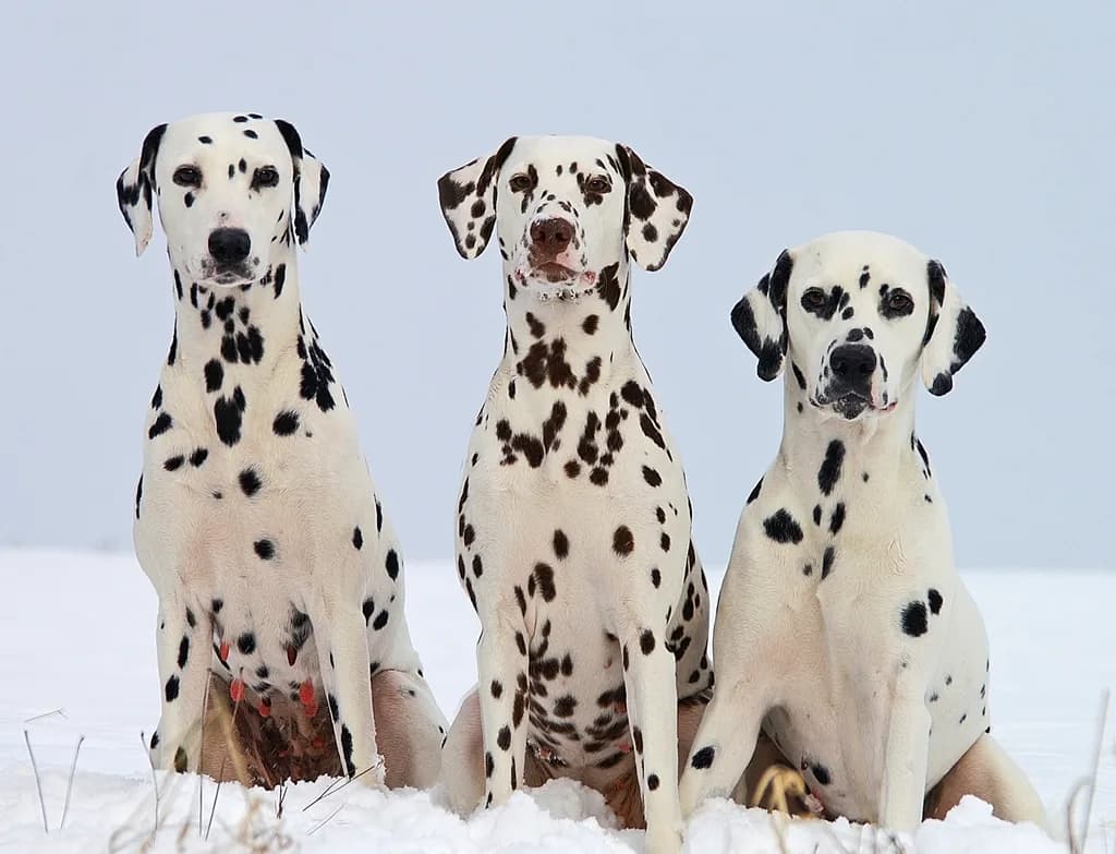 Dalmatian