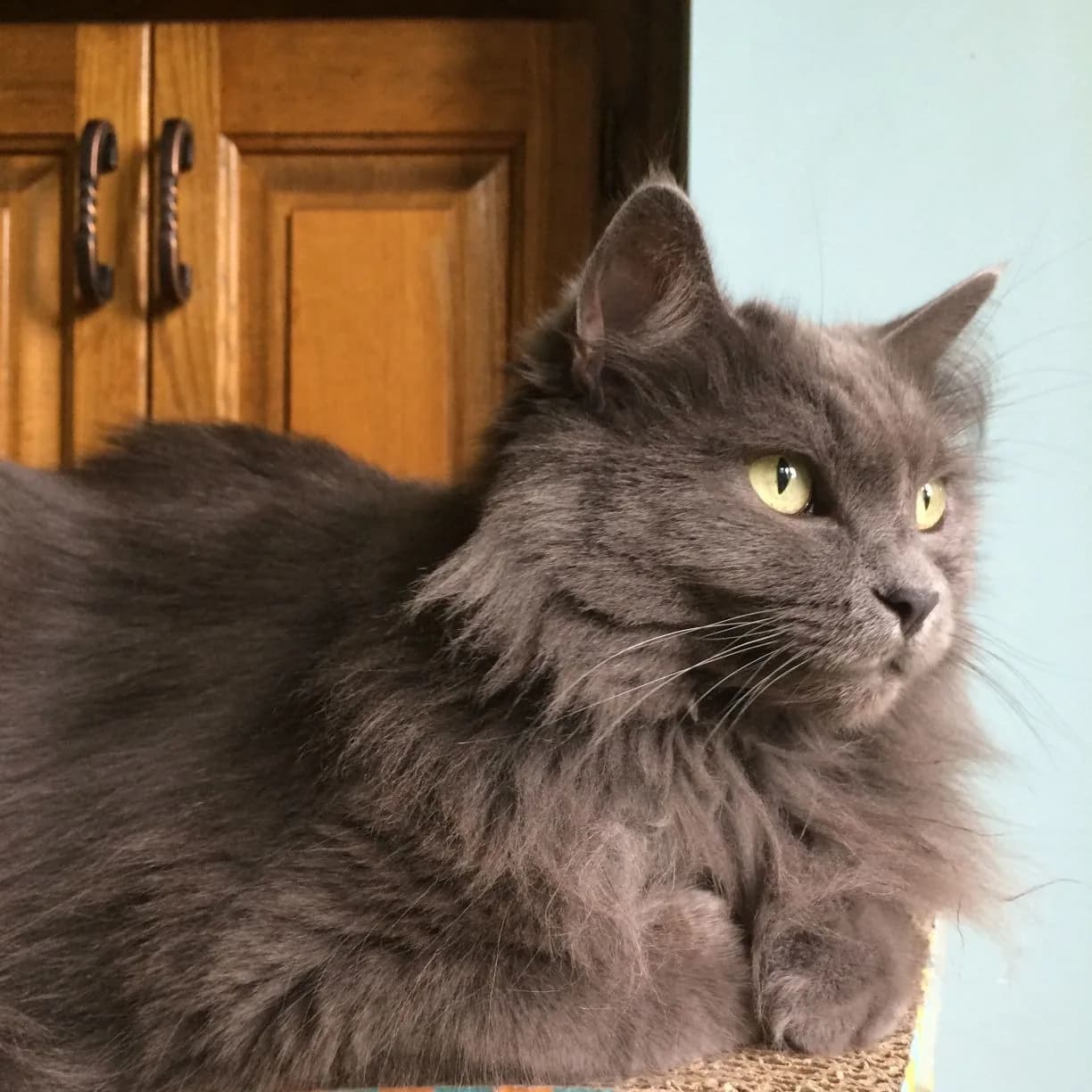 Nebelung