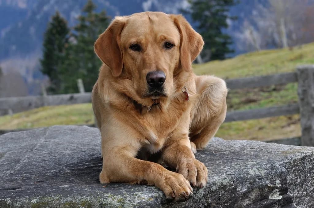 Labradoro retriveris