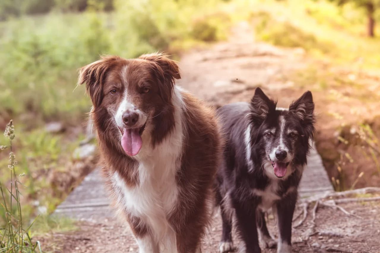 Border Collie
