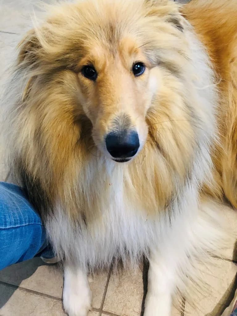 Rough Collie