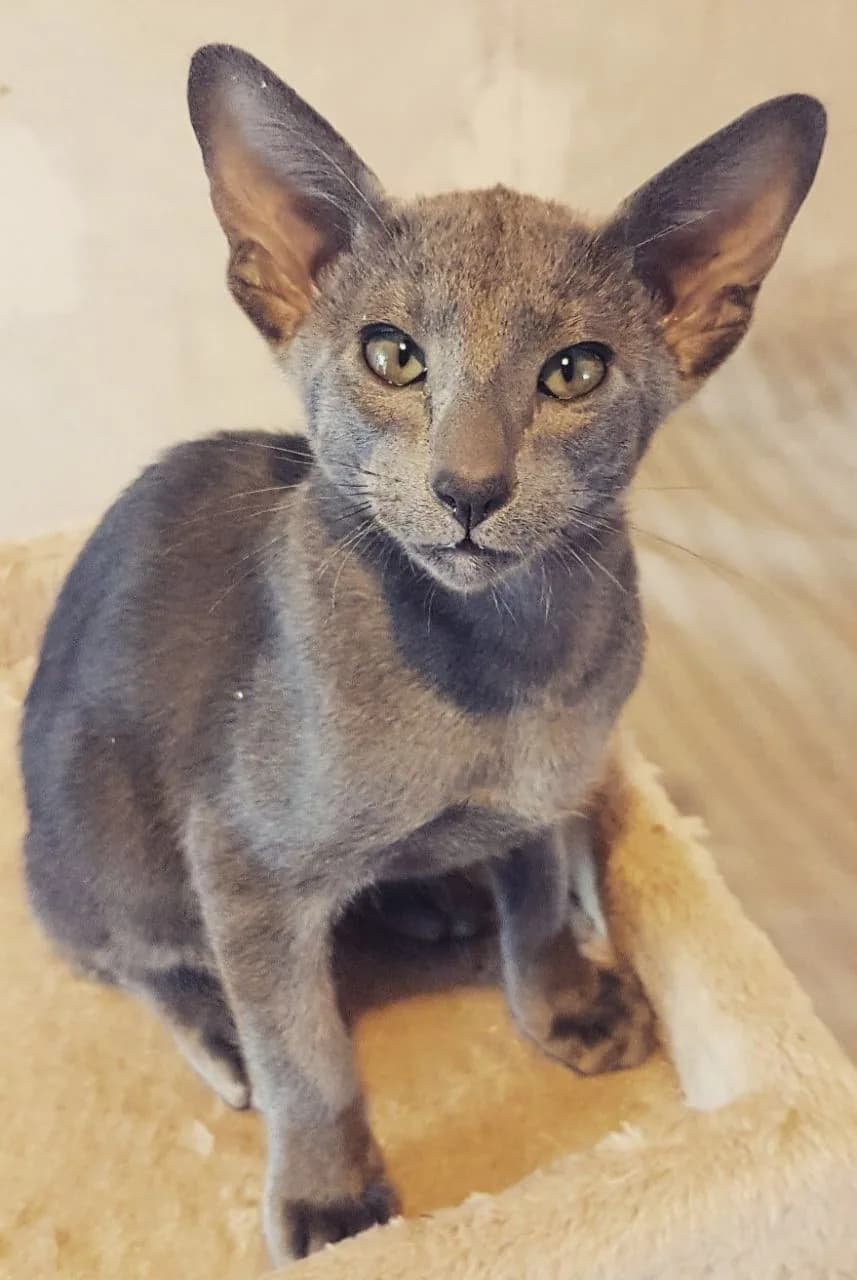 Oriental Shorthair