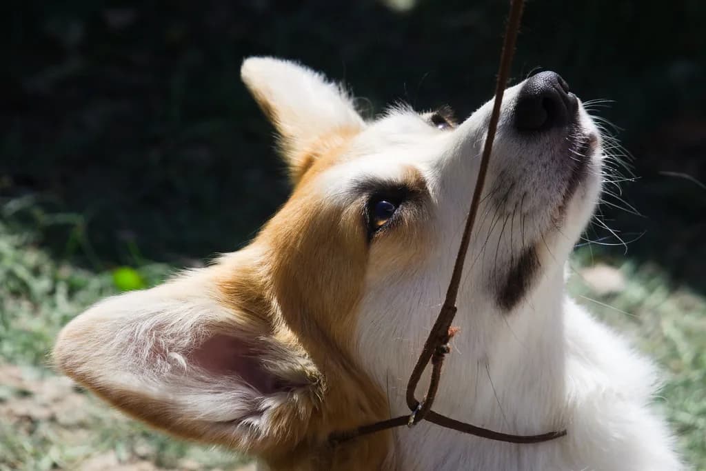 Pembroke Welsh Corgi