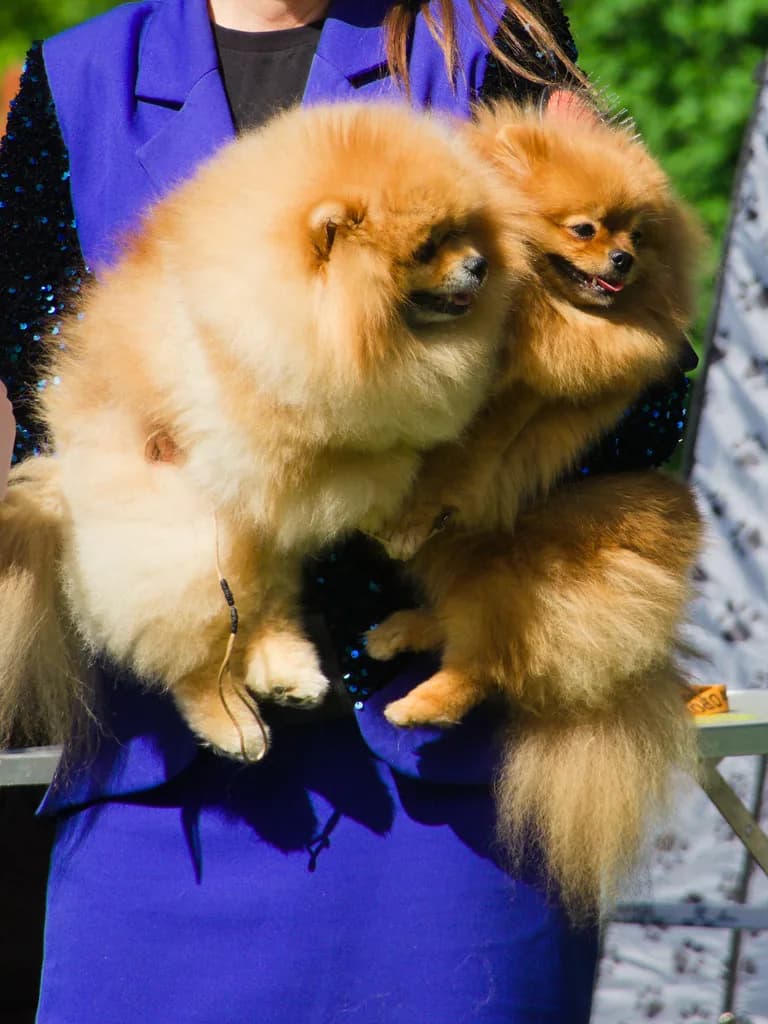 German Spitz