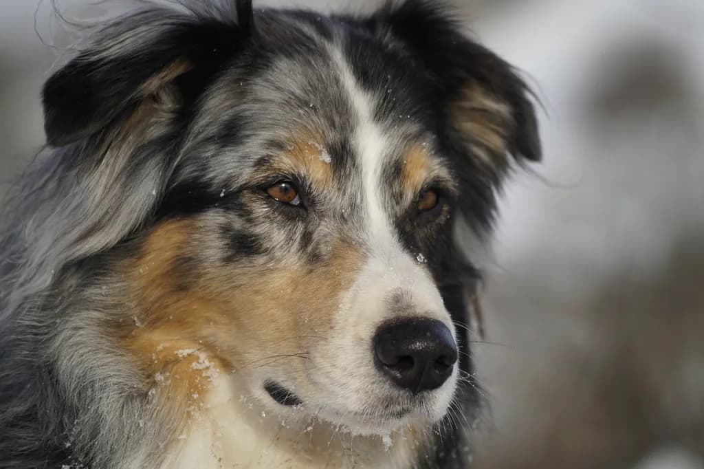 Australian Shepherd