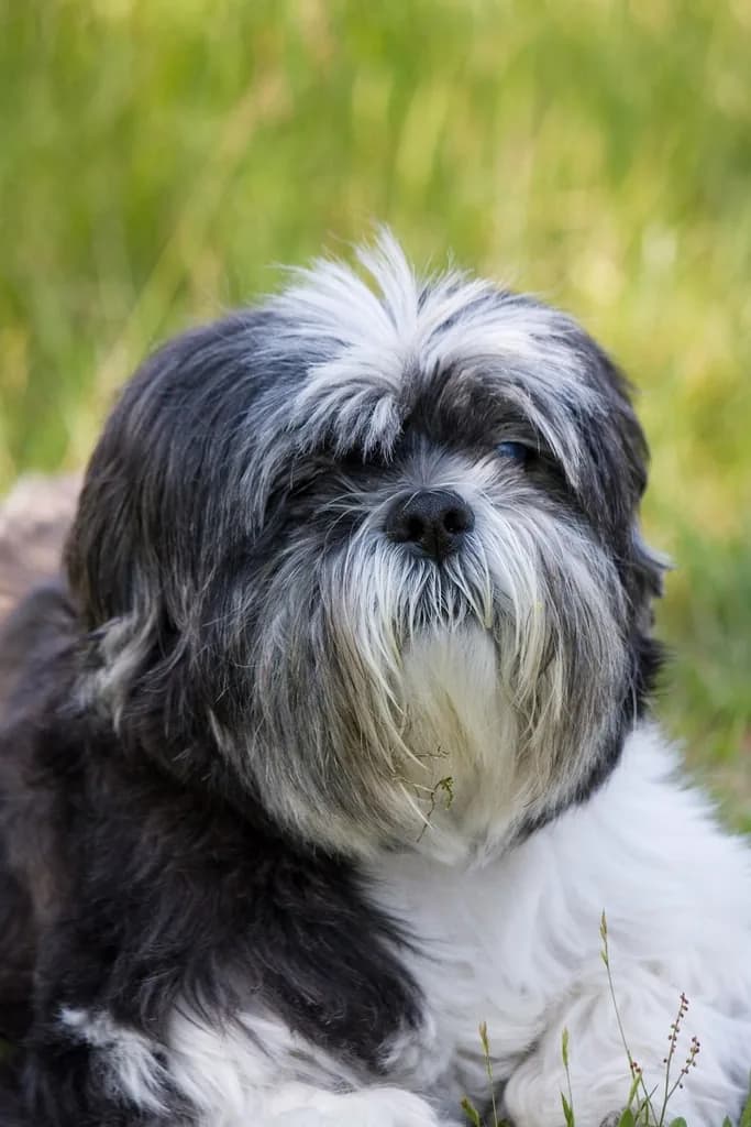 Affenpinscher