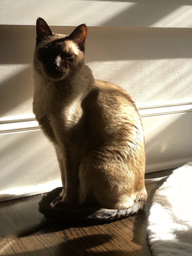 Tonkinese