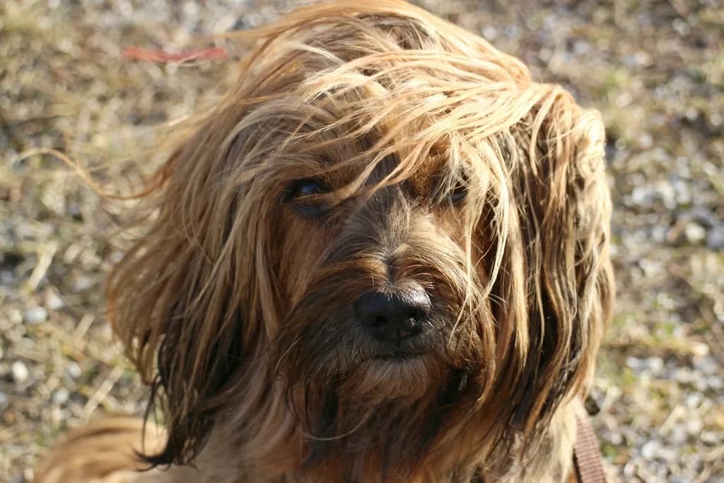 Tibetan Spaniel