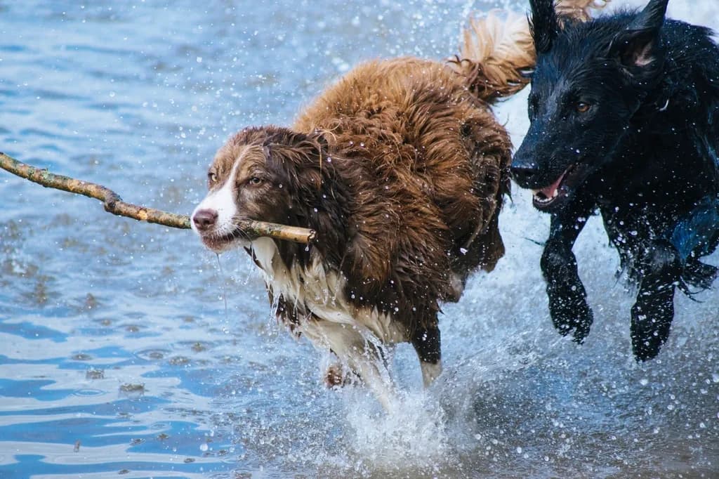 Newfoundland